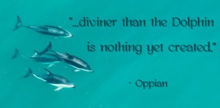 dolphin quote graphic1